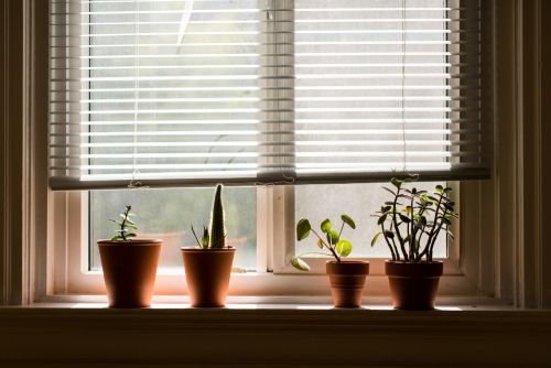 a 4-string window blind along with plants in the bedroom