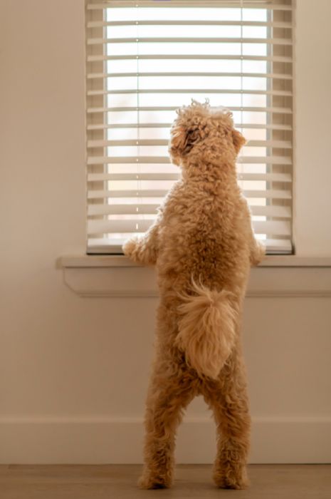 A dog is looking through the mini blinds.